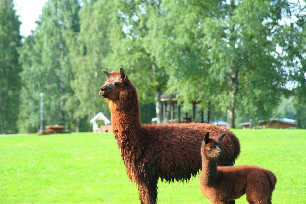 Haapasaaren Lomakyla Hotel Ruovesi Bagian luar foto